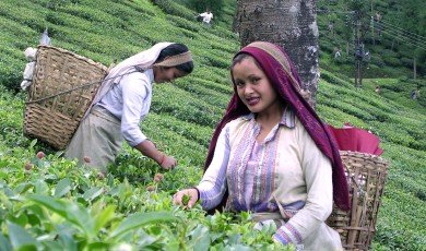 Tea business in India
