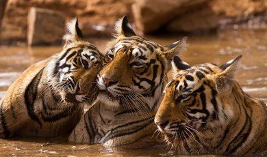 India Wildlife Ecosystem Challenges